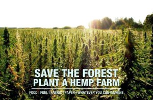 Plant a hemp farm